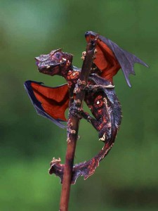 Satanic Leaf Tailed Gecko Talk Cock Sing Song