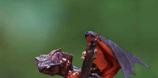 Satanic Leaf Tailed Gecko Talk Cock Sing Song