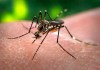 Dengue claims first life in Current Epidemic in Singapore Talk Cock Sing Song