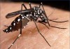 Dengue Cases expected to hit 10,000 this weekend Talk Cock Sing Song