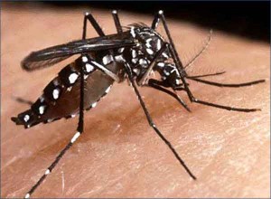 Dengue Cases expected to hit 10,000 this weekend Talk Cock Sing Song