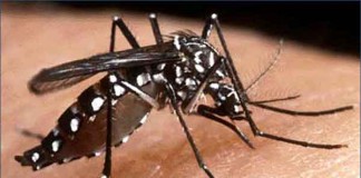 Dengue Cases expected to hit 10,000 this weekend Talk Cock Sing Song
