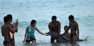 Dolphin dies after China Tourist Abuse Talk Cock Sing Song