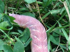 Weird Worm Talk Cock Sing Song