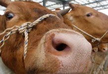 Farting Cows Blow Up their Barn on a German Farm Talk Cock Sing Song