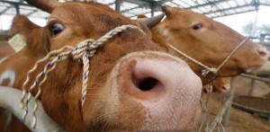 Farting Cows Blow Up their Barn on a German Farm Talk Cock Sing Song