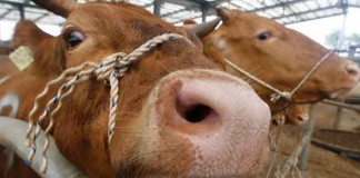 Farting Cows Blow Up their Barn on a German Farm Talk Cock Sing Song