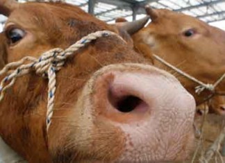 Farting Cows Blow Up their Barn on a German Farm Talk Cock Sing Song