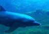 Fourth Resorts World Sentosa Dolphin Dies Talk Cock Sing Song