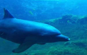 Fourth Resorts World Sentosa Dolphin Dies Talk Cock Sing Song