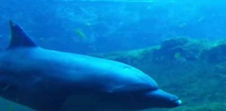 Fourth Resorts World Sentosa Dolphin Dies Talk Cock Sing Song