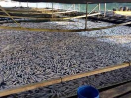 Stocks of Fish Wiped Out by Plankton Blooms Talk Cock Sing Song