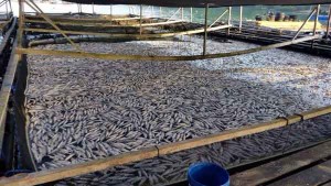 Stocks of Fish Wiped Out by Plankton Blooms Talk Cock Sing Song