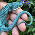 Mexican Alligator Lizard Abronia Graminea Talk Cock Sing Song 01