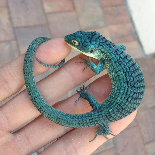 Mexican Alligator Lizard Abronia Graminea Talk Cock Sing Song