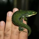 Mexican Alligator Lizard Abronia Graminea Talk Cock Sing Song