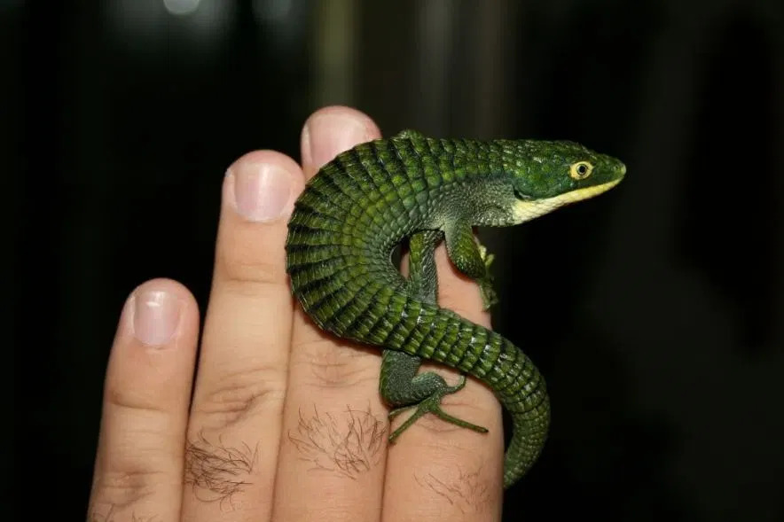 Mexican Alligator Lizard Abronia Graminea Talk Cock Sing Song