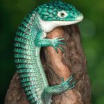Mexican Alligator Lizard Abronia Graminea Talk Cock Sing Song