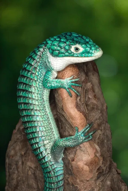 Mexican Alligator Lizard Abronia Graminea Talk Cock Sing Song