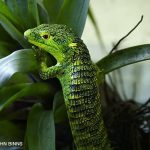 Mexican Alligator Lizard Abronia Graminea Talk Cock Sing Song