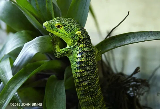 Mexican Alligator Lizard Abronia Graminea Talk Cock Sing Song