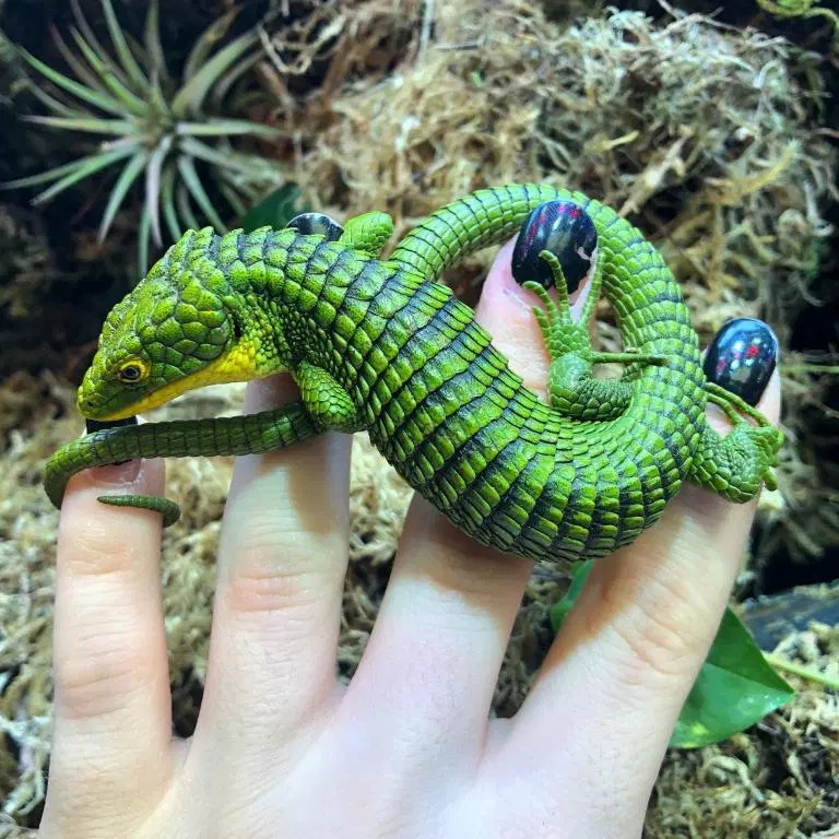 Mexican Alligator Lizard Abronia Graminea Talk Cock Sing Song