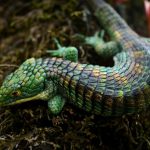 Mexican Alligator Lizard Abronia Graminea Talk Cock Sing Song