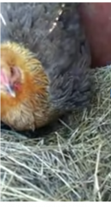 The chicks looks weird, oh wait Talk Cock Sing Song