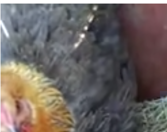 The chicks looks weird, oh wait Talk Cock Sing Song