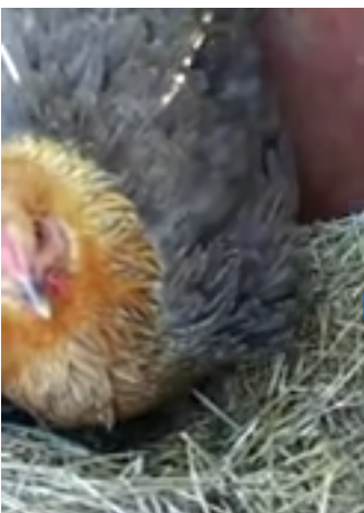 The chicks looks weird, oh wait Talk Cock Sing Song
