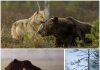 Grey Wolf and Brown Bear Talk Cock Sing Song