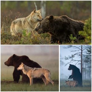 Grey Wolf and Brown Bear Talk Cock Sing Song