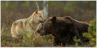 Grey Wolf and Brown Bear Talk Cock Sing Song