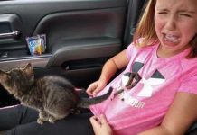 This Girl will be Scared of Cats from This Day Talk Cock Sing Song
