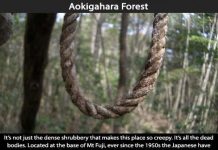 Creepy Places on Earth - Aokigahara Forest Talk Cock Sing Song