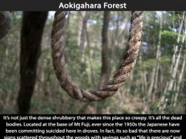 Creepy Places on Earth - Aokigahara Forest Talk Cock Sing Song