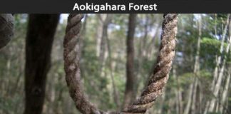 Creepy Places on Earth - Aokigahara Forest Talk Cock Sing Song