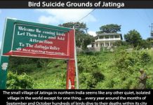 Creepy Places on Earth - Bird Suicide Grounds of Jatinga Talk Cock Sing Song