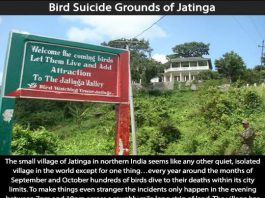 Creepy Places on Earth - Bird Suicide Grounds of Jatinga Talk Cock Sing Song