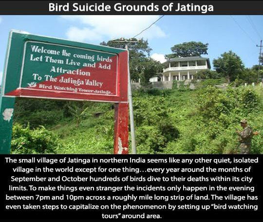 Creepy Places on Earth - Bird Suicide Grounds of Jatinga Talk Cock Sing Song