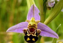 Happy Orchid Talk Cock Sing Song