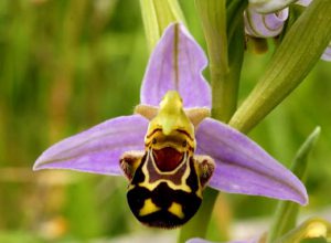 Happy Orchid Talk Cock Sing Song