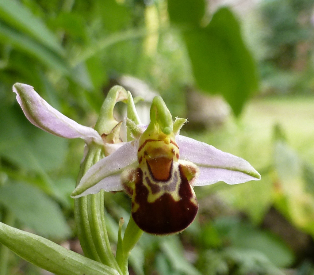 Happy Orchid Talk Cock Sing Song