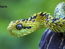 Weird Creature around the World - Atheris aka Bush Viper