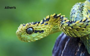 Weird Creature around the World - Atheris aka Bush Viper