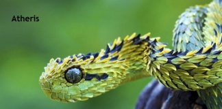 Weird Creature around the World - Atheris aka Bush Viper