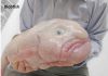 Weird Creature around the World - Blobfish