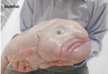Weird Creature around the World - Blobfish