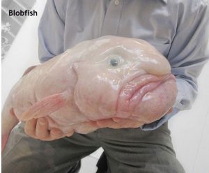 Weird Creature around the World - Blobfish