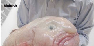 Weird Creature around the World - Blobfish